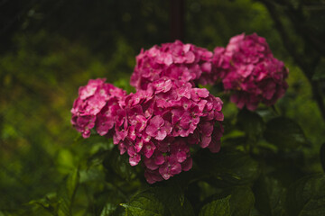 Pink hydrangea, close-up. Flowering bush. Huge hydrangea in the front garden. Flowering purple and pink hydrangea. High quality photo