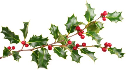 Branch of European holly isolated on white with red berries and green leaves