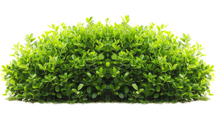 Ornamental green plant in the form of a hedge
