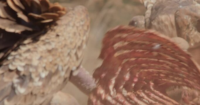  close up of R&uuml;ppell's griffon vultures (Gyps rueppelli) feet on carcass while feeding during the afternoon in kenya