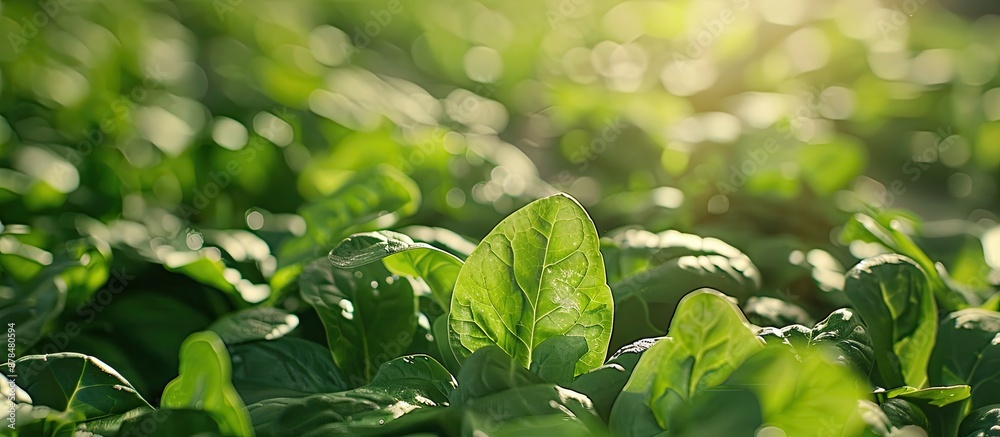 Poster close up view of fresh green spinach shown in natural light with a background providing ample copy s