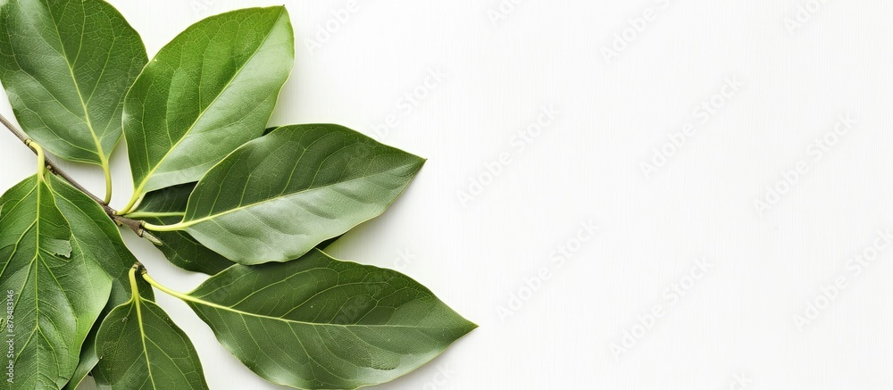 Poster bay leaves with copy space image on a white background