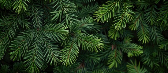 Detailed close-up of lush green Sequoia sempervirens Glauca leaves in Sirius (Adler) Sochi's Arboretum Park, perfect as a nature wallpaper with ample copy space image.