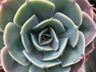 Closeup of symmetrical green succulent plant