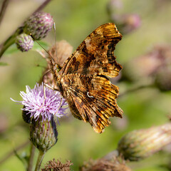 C-Falter (Polygonia c-album) sitzt auf einer Distel