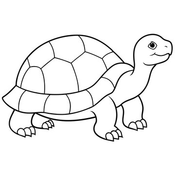 tortoise vector illustration