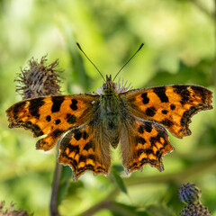 C-Falter (Polygonia c-album) sitzt auf einer Distel