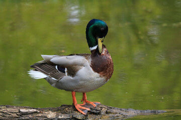 Stockente - Erpel- Nahaufnahme