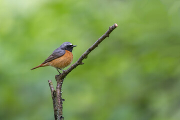 Fototapeta premium Common male Redstart, Phoenicurus phoenicurus, perched on a moss covered branch
