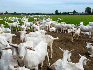 Geitenboerderij in Maarsbergen - Geitenboerderij in Maasbergen