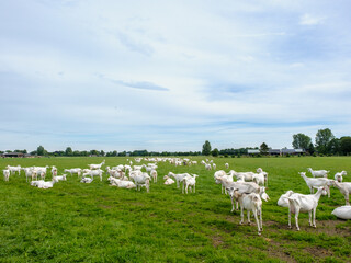 Geitenboerderij in Maarsbergen - Geitenboerderij in Maasbergen
