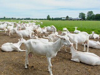 Geitenboerderij in Maarsbergen - Geitenboerderij in Maasbergen
