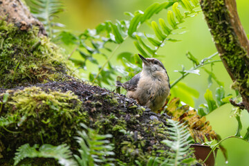 Nuthatch, Sitta europaea, perched in a tree