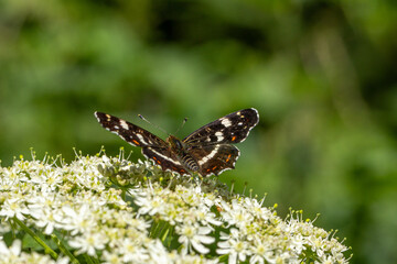 Landkärtchen (Araschnia levana) Sommerform, sitzt auf Bärenklau
