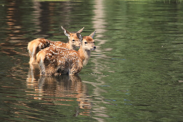 Hirschkalb im Wasser