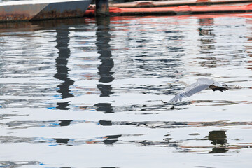 Photo for Adobe Stock 