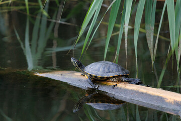 Photo for Adobe Stock 