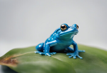 Naklejka premium blue colored frog, isolated white background, copy space for text, ad shot 