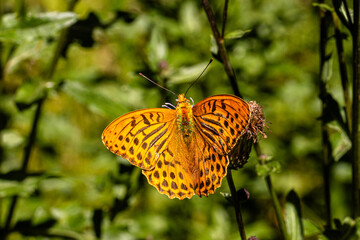 Kaisermantel (Argynnis paphia)