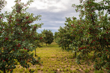 Fototapeta premium Ripening cherries on orchard tree