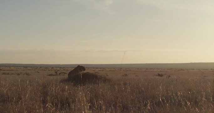 extreme wide shot of a collared Lioness(Panthera Leo) walking up an anthill to scan the savanna during the evening in kenya.