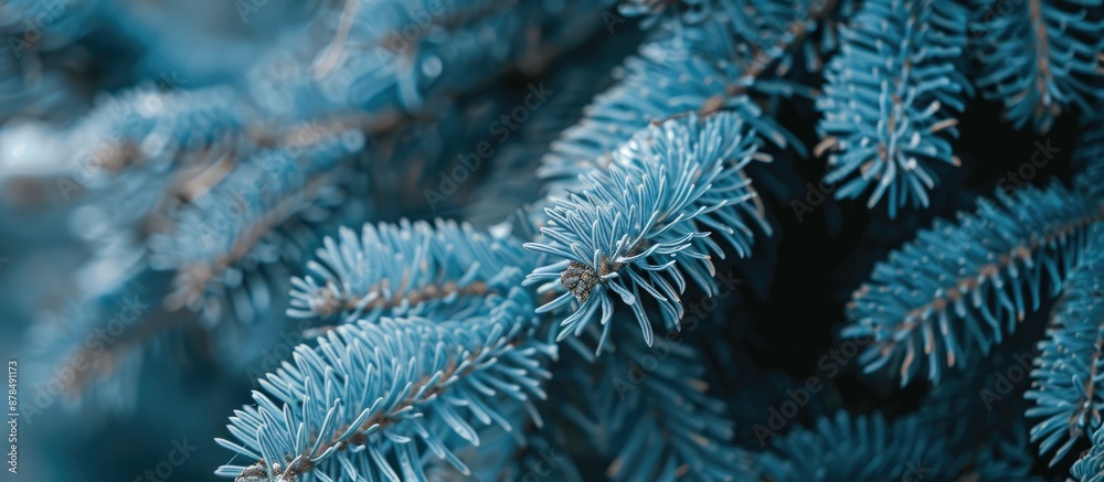 Poster close-up of fluffy blue spruce branch with selective focus for christmas tree background, providing 