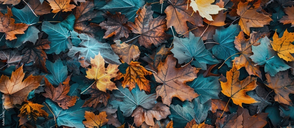 Poster autumn forest leaves background with copy space image for decor.