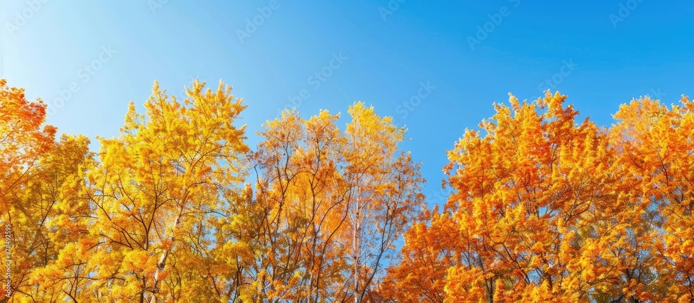 Poster autumnal golden treetops contrast beautifully with the vibrant tree canopy under a clear blue sky, c