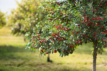 Ripening cherries on orchard tree