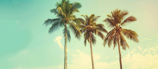 Fototapeta premium Clear sky with vintage filtered coconut palm trees, perfect for adding text or elements, creating a copy space image.