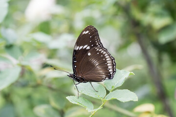Beautiful Great Eggfly (Hypolimnas bolina) butterfly.