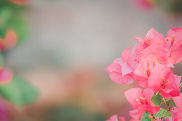 A close up of a pink flower with a green stem. The flower is surrounded by a blurry background, giving it a sense of depth and focus on the flower itself