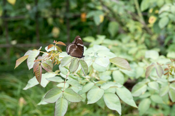 Beautiful Great Eggfly (Hypolimnas bolina) butterfly.