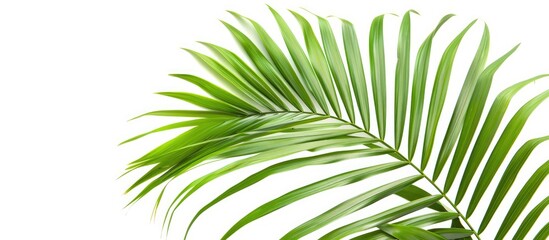 Obraz premium Isolated green palm leaves on a white background with a clipping path for design purposes, making it a perfect copy space image.