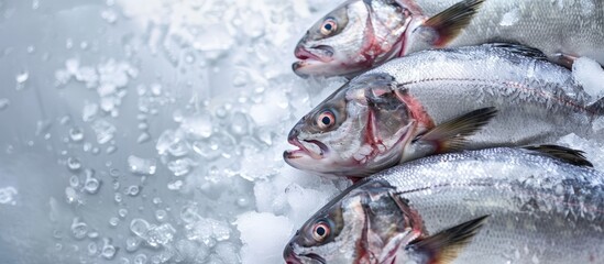 Obraz premium Various fresh fish, such as Asian seabass, kept on ice with copy space image, are available at fish markets or supermarkets; their scientific name is Lates calcarifer.