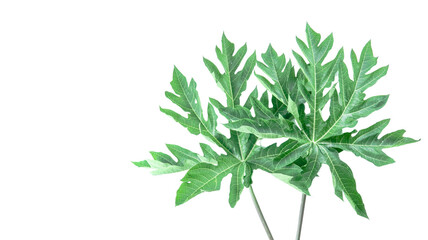 A cut out of papaya leaf with clipping paths on a white background.