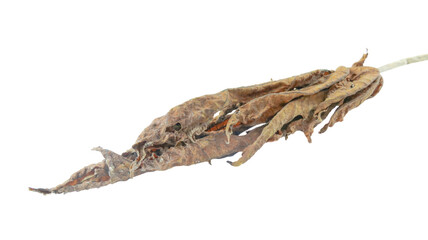 A cut-out of dried papaya leaf on a white background with clipping paths.