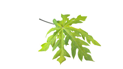 Naklejka premium A papaya leaf isolated with clipping paths on a white background.