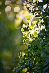 Nature plante verte soleil printemps