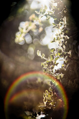 Lens flare reflet soleil objectif argentique dans la nature