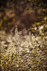 Fototapeta premium Orties au coucher de soleil nature bokeh