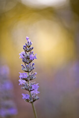 Fleur de lavande gros plan en été avec soleil