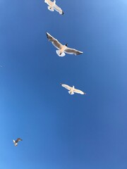 Birds in the blue sky