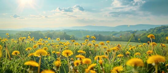 Fototapeta premium Scenic countryside with dandelions in a sunny day, showcasing yellow flowers across the horizon in a beautiful summer landscape; a serene scene worthy of a copy space image.