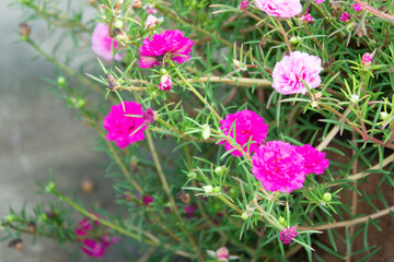 Fototapeta premium A bunch of pink and purple flowers are in a pot. The flowers are in full bloom and are very pretty