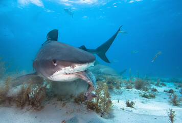 A Tiger shark eats pieces of fish.