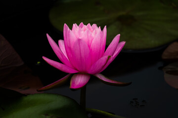 A single pink flower is the main focus of the image. The flower is surrounded by water, which gives the impression of a serene and peaceful scene