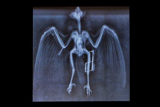 X-ray image of Barn owl, Tyto Alba, with clear anatomy visibility