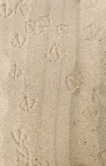 bird tracks on the beach
