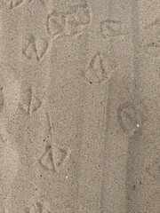 nature patterns in the beach sand